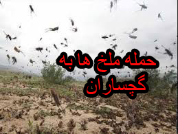 حمله ملخ ها بیخ گوش گچساران ؛ آماده باش در مرز کهگیلویه وبویراحمد -بوشهر